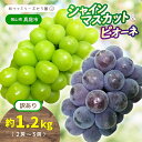 【ふるさと納税】【 訳あり 】岡山県産 林ファミリー の シャインマスカット & ピオーネ 約1.2kg(約2〜3房) 【2025年 先行予約 】 / 葡萄 ぶ...