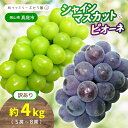 【ふるさと納税】【 訳あり 】岡山県産 林ファミリーの シャインマスカット & ピオーネ 約4kg(約5〜8房) 【2025年先行予約】 / 葡萄 ぶどう ブド...