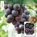 【ふるさと納税】 真庭市産 ニューピオーネ 自宅用 3〜6房 / 【2025年8月中旬以降発送予定】 数量限定 ぶどう お手頃 訳あり 岡山 真庭 ピオーネ 葡...