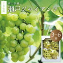 【ふるさと納税】 真庭市産 瀬戸ジャイアンツ 自宅用 3〜6房 / 【2025年9月中旬以降発送予定】 数量限定 ぶどう お手頃 訳あり 岡山 真庭 葡萄 ブド...