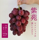 【ふるさと納税】【きよとうファーム】【お試し便】 紫苑(しえん) 1房500g~(岡山県産) 【2025年10月以降発送】 ぶどう ブドウ 葡萄 お試し 紫苑 しえん 岡山 岡山県 国産 大粒 甘い 果物 くだもの フルーツ 産地直送 1房 家庭用 自宅用【配送不可:離島】【KF-B034-02】