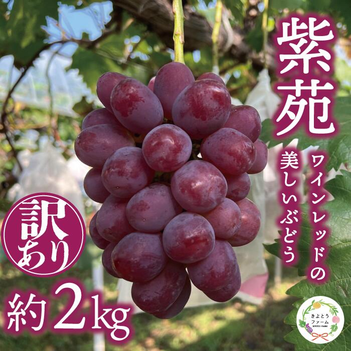 41位! 口コミ数「0件」評価「0」 【きよとうファーム】訳あり 紫苑 約2.0kg (岡山県産) / ぶどう ブドウ 葡萄 フルーツ 果物 真庭市 フルーツ王国 きよとう果樹園【配送不可地域：離島】