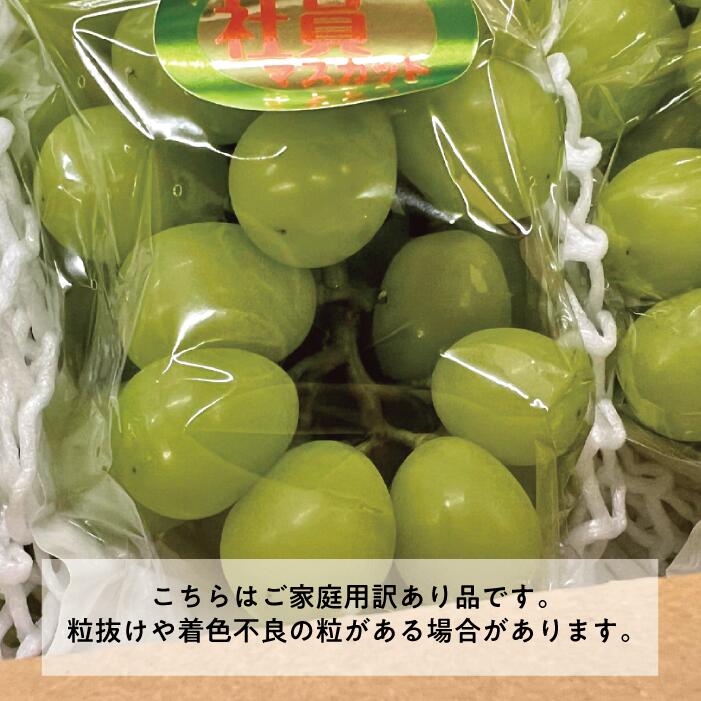 【ふるさと納税】【きよとうファーム】訳ありご家庭用ピオーネとシャインマスカット/計約2.4kg(岡山県産)【2025年9月以降順次発送予定（お届け指定日不可）】【配送不可地域：離島】/ ブドウ 葡萄 ぶどう 甘い マスカット 甘い【KF-B084-02】