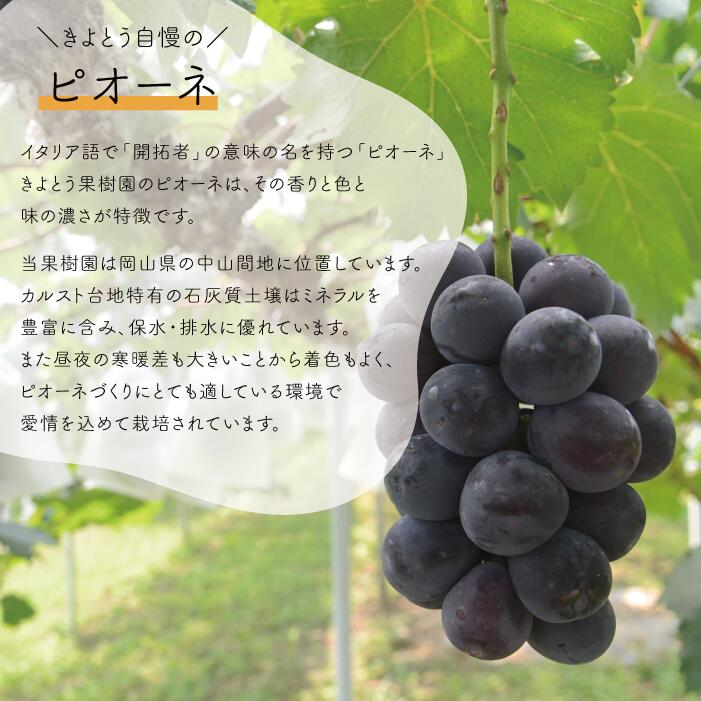 【ふるさと納税】【きよとうファーム】訳ありご家庭用ピオーネとシャインマスカット/計約2.4kg(岡山県産)【2025年9月以降順次発送予定（お届け指定日不可）】【配送不可地域：離島】/ ブドウ 葡萄 ぶどう 甘い マスカット 甘い【KF-B084-02】