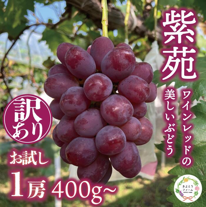 ＜お試し訳あり品＞ 紫苑(しえん) 1房400g～(岡山県産) / 葡萄 ブドウ 真庭市 甘い ジューシー 産地直送【KF-B094-01】