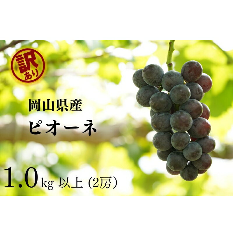 【ふるさと納税】 【2026年先行予約】岡山県産 【訳あり】 ピオーネ1.0kg以上（2房）産地直送 朝採れ /..