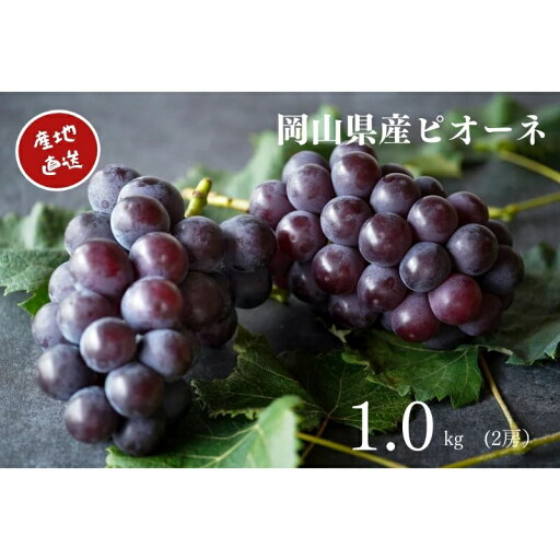 【ふるさと納税】 厳選 岡山県産 ピオーネ 計1.0kg以上 2房 産直・朝採れ 2025年8月25日より順次発送 岡山 ぶどう ブドウ 葡萄 フルーツ 果物 【配送不可地域:離島・沖縄県】【1394536】 【ふるさと納税】 厳選 岡山県産 ピオーネ 計1.0kg以上 2房 産直・朝採れ 2025年8月25日より順次発送 岡山 ぶどう ブドウ 葡萄 フルーツ 果物 【配送不可地域:離島・沖縄県】【1394536】