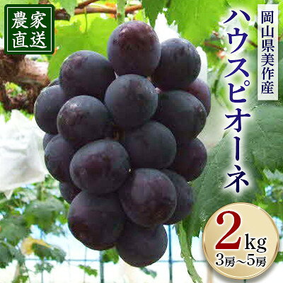 8月上旬出荷 ハウスピオーネ 2kg(3房～5房入り)【配送不可地域：離島・北海道・沖縄県】【1107315】