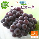 【ふるさと納税】朝採りニューピオーネ2kg(3房〜5房)【配送不可地域:離島】【1117968】