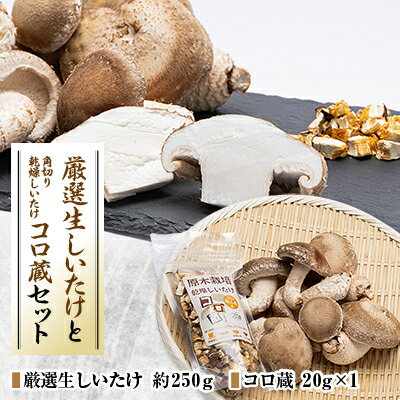 【ふるさと納税】厳選しいたけ約250gとコロ蔵1個セット【配送不可地域:離島】【1154812】