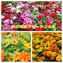 【ふるさと納税】秋の花苗セット24ポット【配送不可地域:離島・北海道・沖縄県】【1624795】