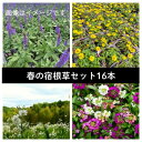 【ふるさと納税】武蔵 春凄草宿根草セット(はるすごそう しゅっこんそう)【配送不可地域:離島・北海道・沖縄県】【1624827】