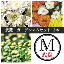 【ふるさと納税】武蔵 ガーデンマムセット12ポット【配送不可地域:離島・北海道・沖縄県】【1624914】