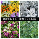 【ふるさと納税】武蔵セレクト 初冬の花苗セット24ポット【配送不可地域:離島・北海道・沖縄県】【1624920】