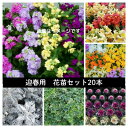 【ふるさと納税】迎春用 花苗セット20ポット【配送不可地域:離島・北海道・沖縄県】【1625220】