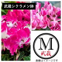 【ふるさと納税】武蔵シクラメン18cm 1鉢【配送不可地域:離島・北海道・沖縄県】【1625225】