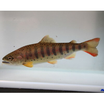 岡山県美作市の画像3