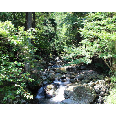 【ふるさと納税】渓流釣り体験【大人1名 入場回数券】【1672840】