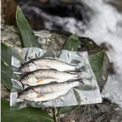 渓流の女王 アマゴ(冷凍12尾入り)[配送不可地域:離島]