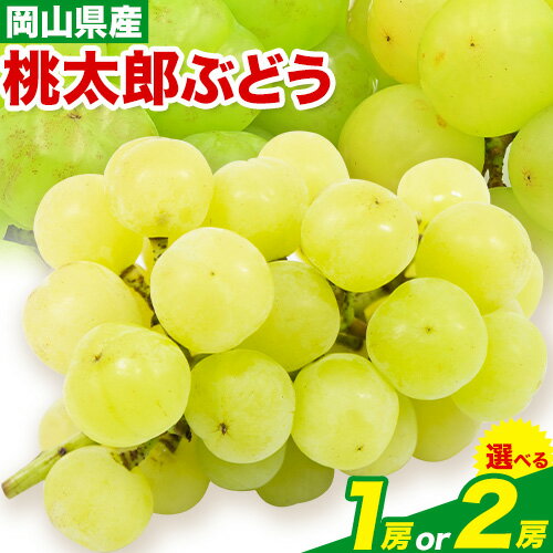 14位! 口コミ数「0件」評価「0」桃太郎ぶどう 1房 700g 2房 480g × 2 ウィズフラワーホールディングス《8月下旬-10月中旬頃出荷》岡山県 浅口市 ぶどう フ･･･ 