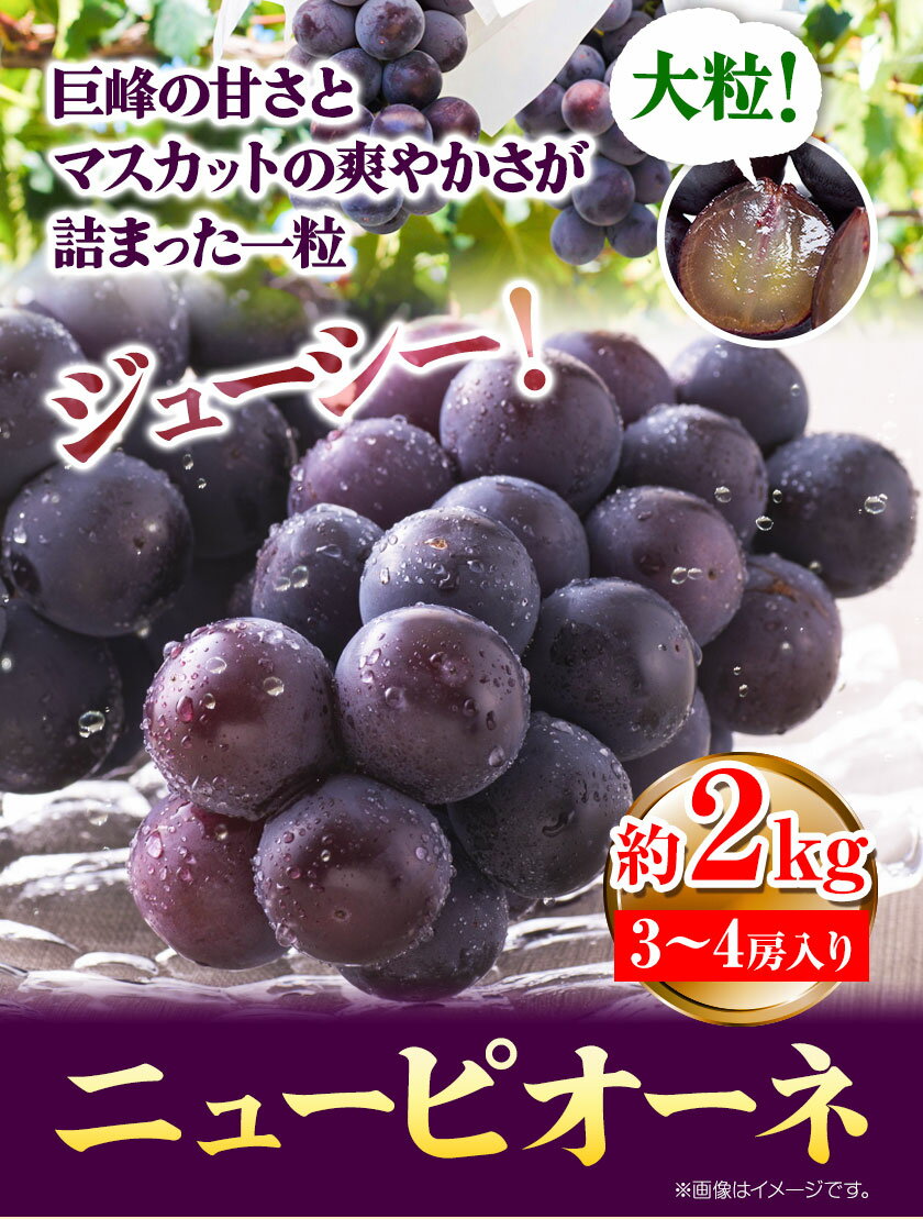 【ふるさと納税】【令和6年度先行予約】ぶどう ピオーネ ニューピオーネ 約2kg 3~4房 果物 スイーツ フルーツ デザート 葡萄 吉備高原の農園 幸屋 sachiya 岡山県 浅口市《9月上旬から10月中旬に発送予定(土日祝除く)》