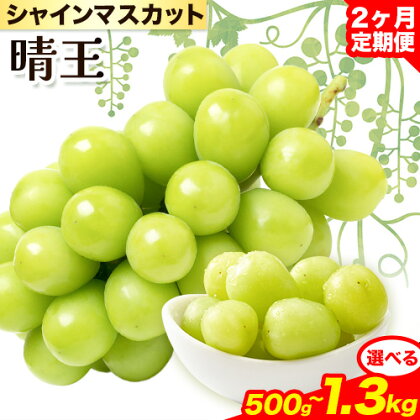 シャインマスカット 晴王 岡山県産 定期便 2ヶ月 9月・10月発送 [2024年先行予約]《9月中旬-10月中旬頃出荷(土日祝除く)》1房 2房 約500g 約600g 約700g 約1.1kg 約1.3kg ハレノスイーツ 岡山中央卸売市場店 送料無料 岡山県 浅口市 【配送不可地域あり】