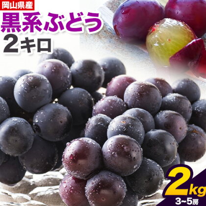 【先行予約】黒系ぶどう 2kg ピオーネ オーロラブラック 岡山県産 3房 ~ 5房《9月上旬-9月末頃出荷》ひらた農園 黒系ぶどう 送料無料 岡山県 浅口市 ぶどう フルーツ 果物 贈り物 ギフト 国産 くだもの 果物 青果物 食べ比べ セット