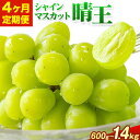 【ふるさと納税】【4ヶ月定期便】ぶどう シャインマスカット 晴王 600g 700g 1.2kg 1.4kg 1房 2房 ハレノフルーツ(アストライ)《7月上旬...