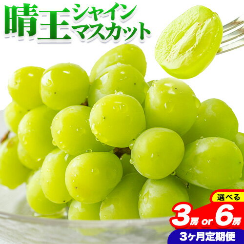 ぶどう 3ヶ月 定期便 [2024年先行予約] シャインマスカット 晴王 1房 約700g 岡山県産 2房 約1.2kg《9月上旬-12月上旬頃出荷(土日祝除く)》 マスカット 送料無料 岡山県 浅口市 フルーツ 果物 贈り物 ギフト 国産 岡山県産 くだもの 【配送不可地域あり】