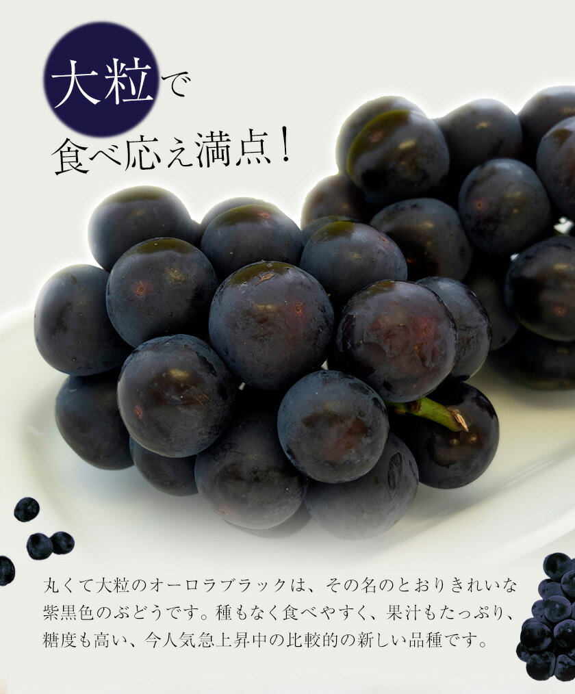【ふるさと納税】【2026年先行予約】ご家庭用 岡山県産 オーロラブラック 約1.2kg 2-3房 晴れの国 おかやま館(つむぐ株式会社)《2026年8月下旬-9月下旬頃出荷》岡山県 浅口市 マスカット ぶどう 葡萄 果物 フルーツ 送料無料【配送不可地域あり】（離島）