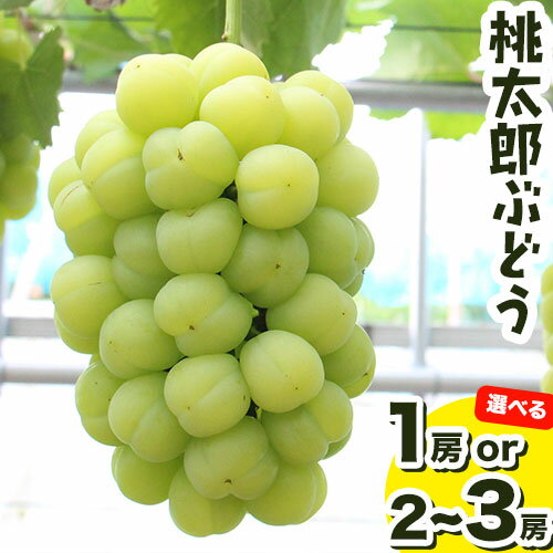 【ふるさと納税】選べる 岡山県産 桃太郎ぶどう1房 約500