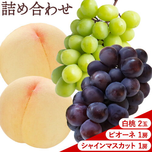 【ふるさと納税】【2025年先行予約】桃 ぶどう 白桃 2玉 約600g(1玉約300g)シャインマスカット 晴王 1房 550g以上 ピオーネ 1房 550g以上 もも 葡萄 詰合せ 岡山 国産 フルーツ 果物 ギフト 桃茂實苑《6月中旬-9月中旬頃出荷》岡山県 浅口市 フルーツ【配送不可地域あり】