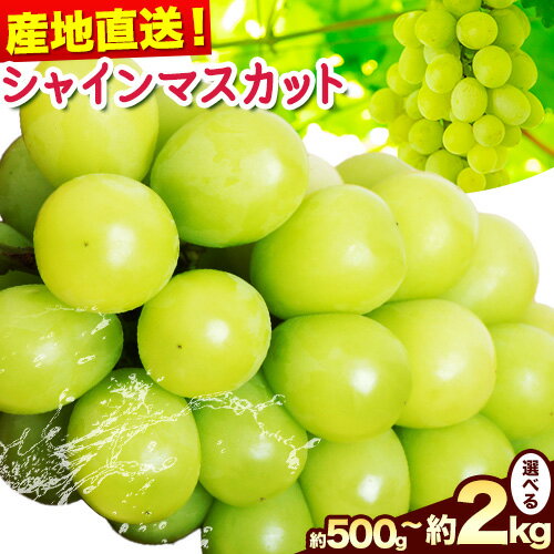【ふるさと納税】訳あり シャインマスカット 選べる 約500g(1~2房) 約1.2kg(1~3房) 約2kg(2~5房) 花田青果株式会社《2025年9月上旬-10月末頃出荷》マスカット 送料無料 岡山県 浅口市 訳あり シャインマスカット ぶどう フルーツ 果物【配送不可地域あり】のサムネイル