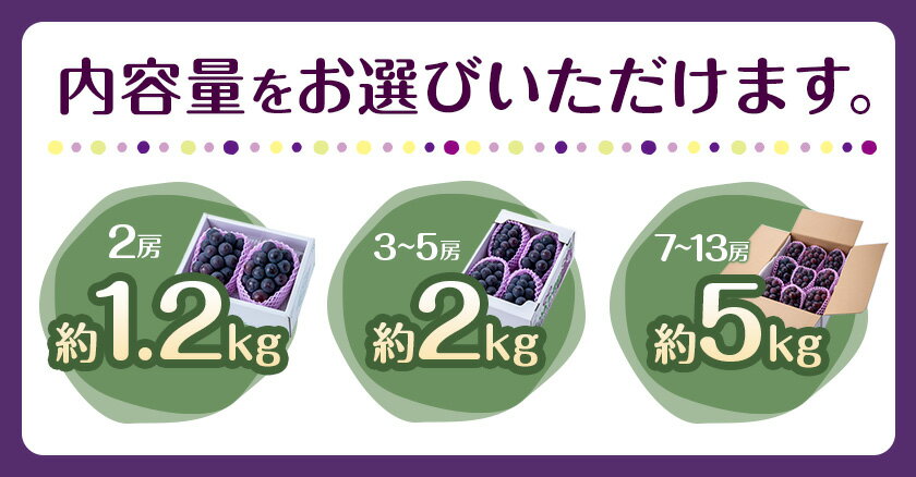 【ふるさと納税】ぶどう ご家庭用 ピオーネ 約 1.2kg 約 2kg 約 5kg 2房 ~ 13房 もりおか農園《2025年9月上旬-10月中旬頃出荷》岡山県 浅口市 送料無料 ぶどう フルーツ 果物 くだもの デザート おやつ【配送不可地域あり】