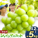 【ふるさと納税】ぶどう シャインマスカット ご家庭用 訳あり マスカット 約 1.2kg 約 2kg 約 5kg 2房 〜 13房 もりおか農園《10月上旬-1...