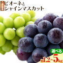【ふるさと納税】ぶどう ピオーネ と シャインマスカット ミックス ご家庭用 約 1.2kg 2房 約 2kg 3〜5房 約 5kg 2房 ~ 13房《10月上...