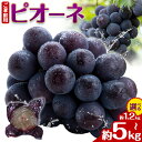 【ふるさと納税】ぶどう ご家庭用 ピオーネ 約 1.2kg 約 2kg 約 5kg 2房 ~ 13房 もりおか農園《2025年9月上旬-10月中旬頃出荷》岡山県...