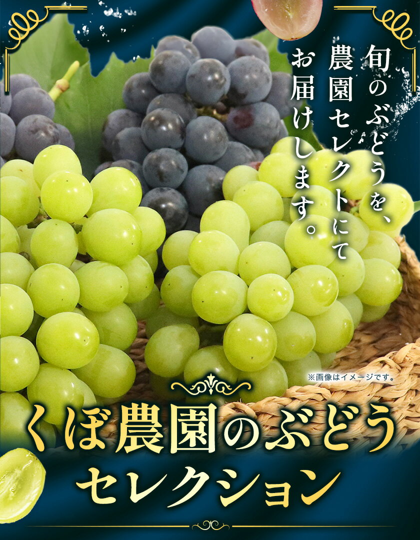【ふるさと納税】くぼ農園 の ぶどう セレクション 約 2kg ( 3〜4房 ) または 約 3kg ( 4〜5房 ) くぼ農園 《2025年9月上旬-11月下旬頃出荷》マスカット 送料無料 岡山県 浅口市 マスカット フルーツ 果物 贈り物　シャインマスカット ニューピオーネ 瀬戸ジャイアンツ
