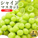 【ふるさと納税】【先行予約】ぶどう シャインマスカット ご家庭用 訳あり マスカット 約 1kg 以上 2房 今田ぶどう農園《2025年9月上旬-10月中旬頃出...