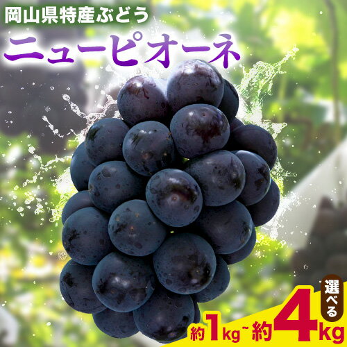 【ふるさと納税】ニューピオーネ 選べる 約1kg(2房) 約2kg(4-5房) 約4kg(6-10房) Kazu Farm《8月下旬-10月中旬頃出荷》 岡山県 浅口市 岡山県産 ぶどう ピオーネ フルーツ 果物 くだもの 送料無料