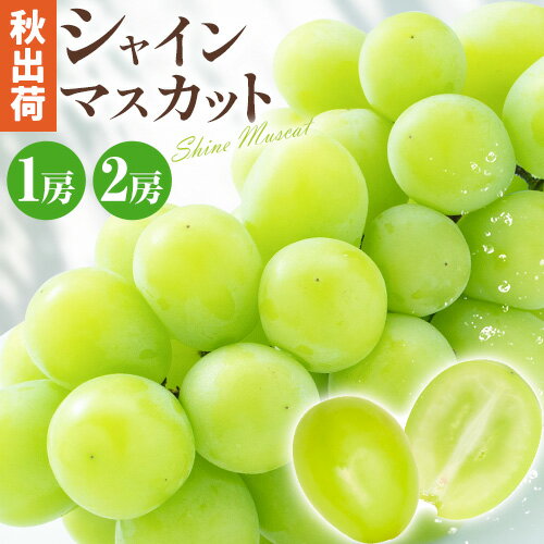 【先行予約】【ふるさと納税】ぶどう 岡山県産 シャインマスカット 1房 または 2房 南国フルーツ株式会社 《9月上旬-11月中旬頃出荷》マスカット 送料無料 岡山県 浅口市 マスカット フルーツ 果物 贈り物 秋 【配送不可地域あり】(離島) 【先行予約】【ふるさと納税】ぶどう 岡山県産 シャインマスカット 1房 または 2房 南国フルーツ株式会社 《9月上旬-11月中旬頃出荷》マスカット 送料無料 岡山県 浅口市 マスカット フルーツ 果物 贈り物 秋 【配送不可地域あり】(離島)