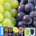 【ふるさと納税】ぶどう 岡山県産 葡萄詰め合わせ 計2房 シャインマスカット ピオーネ 南国フルーツ株式会社 《7月中旬-9月上旬頃出荷》ピオーネ 送料無料 岡...