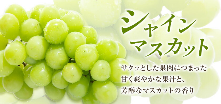 【ふるさと納税】ニューピオーネ 1房 シャインマスカット 1房 500g 前後 たけまさぶどう園 《8月上旬-10月中旬頃出荷》岡山県 浅口市 フルーツ デザート おやつ マスカット ぶどう 果物 国産 岡山県産 くだもの 青果物 送料無料【配送不可地域あり】