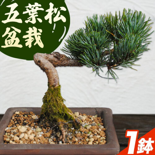 花・観葉植物(盆栽)人気ランク10位　口コミ数「0件」評価「0」「【ふるさと納税】盆栽 五葉松 1鉢 古城愛朋園 《90日以内に出荷予定(土日祝除く)》 岡山県 浅口市 送料無料 盆栽 ぼんさい 松」