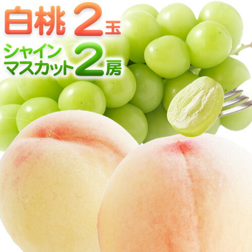 岡山県浅口市の【ふるさと納税】【2026年先行予約】詰合 白桃(1玉220g以上)2玉・シャインマスカット晴王(1房480g以上)2房 化粧箱入り 株式会社山博(中本青果)《2026年7月下旬-8月中旬頃出荷》岡山県 浅口市 ぶどう フルーツ ギフト 贈答用 旬 国産 送料無料【配送不可地域あり】|詳細画像
