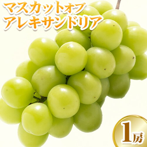 [2024年先行予約]マスカット オブ アレキサンドリア 1房(1房700g以上) 化粧箱入 株式会社山博(中本青果)[7月中旬-7月下旬頃出荷]岡山県 浅口市 ぶどう マスカット 大粒 フルーツ 秀品 旬 果物 贈り物 ギフト 国産 岡山県産 送料無料 [配送不可地域あり]