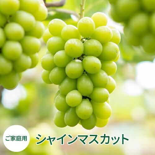【ふるさと納税】 シャインマスカット 2房 約1.2kg / 1.0kg | 選べるサイズ 家庭用 ぶどう フルーツ 送料無料 産地直送 岡山県産 【2026年発送】