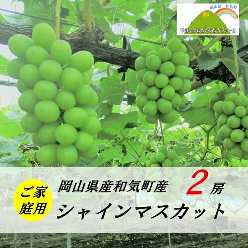 【ふるさと納税】マスカット家庭用2房【ご家庭用】シャインマスカット2房(1房約700g)YY-7