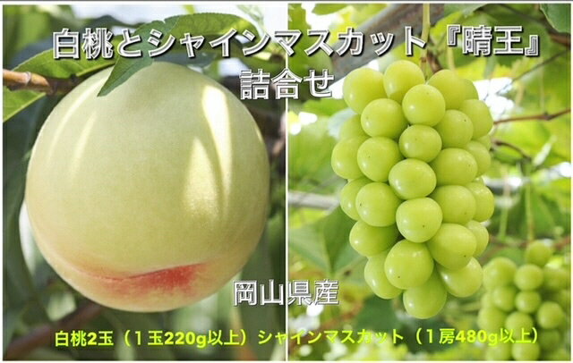 28位! 口コミ数「0件」評価「0」【令和6年発送・先行予約】岡山県産　詰合/白桃（1玉220g以上）2玉・シャインマスカット晴王（1房480g以上）2房　化粧箱入り　pp-1･･･ 