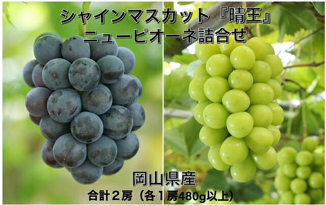 21位! 口コミ数「0件」評価「0」【令和6年発送・先行予約】岡山県産　詰合/ニューピオーネ(480g以上）1房・シャインマスカット晴王(480g以上)1房　化粧箱入り　jj-･･･ 